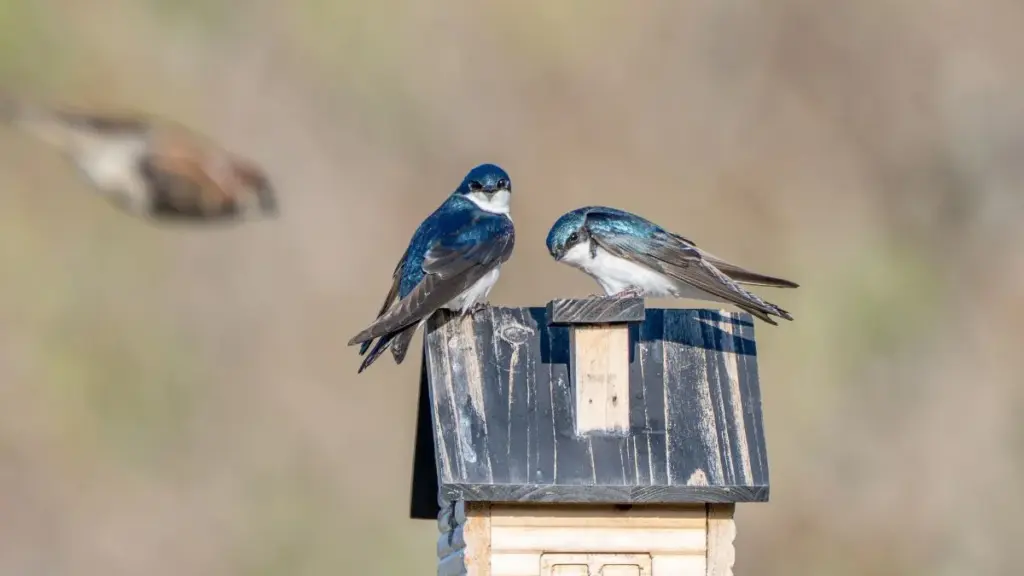 Nichoirs pour oiseaux : balcon, boîte aux lettres ou semi-ouvert, le guide pour ne plus se tromper