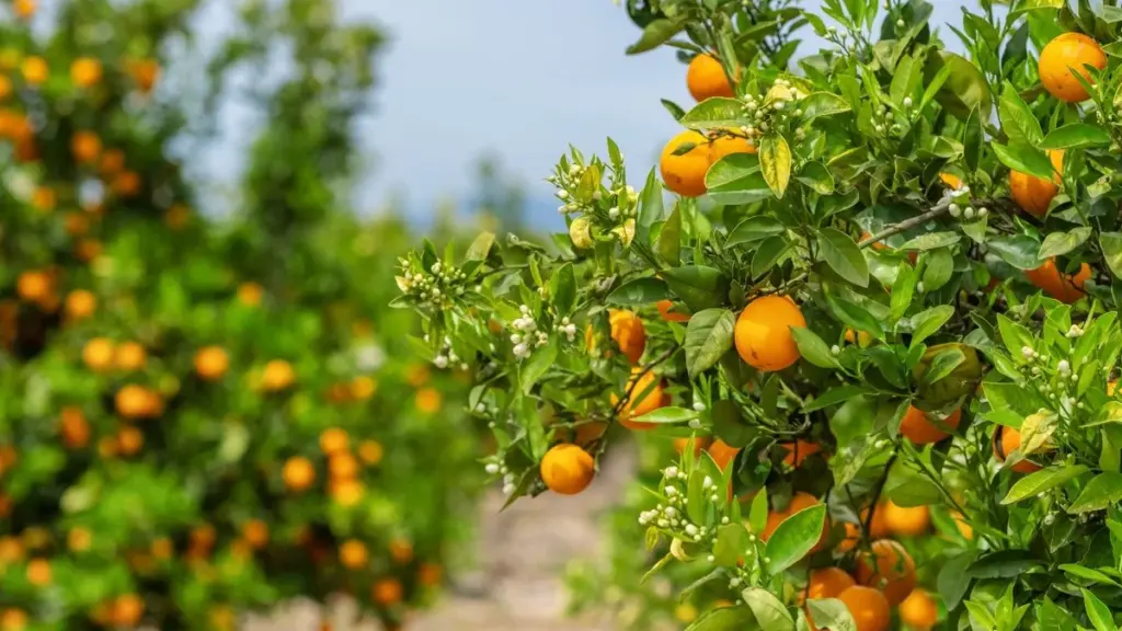 Vol d&rsquo;oranges dans les vergers : voici ce que risquent réellement ceux qui cueillent vos fruits