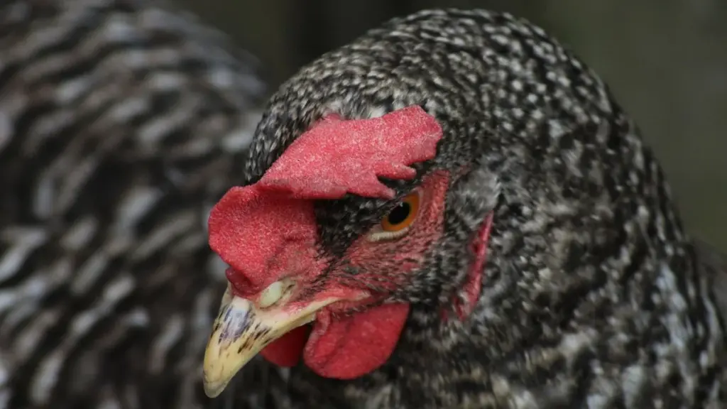 Poules : plumes hérissées, ailes qui pendent et comportement inhabituel… les alertes d&rsquo;une maladie potentiellement grave